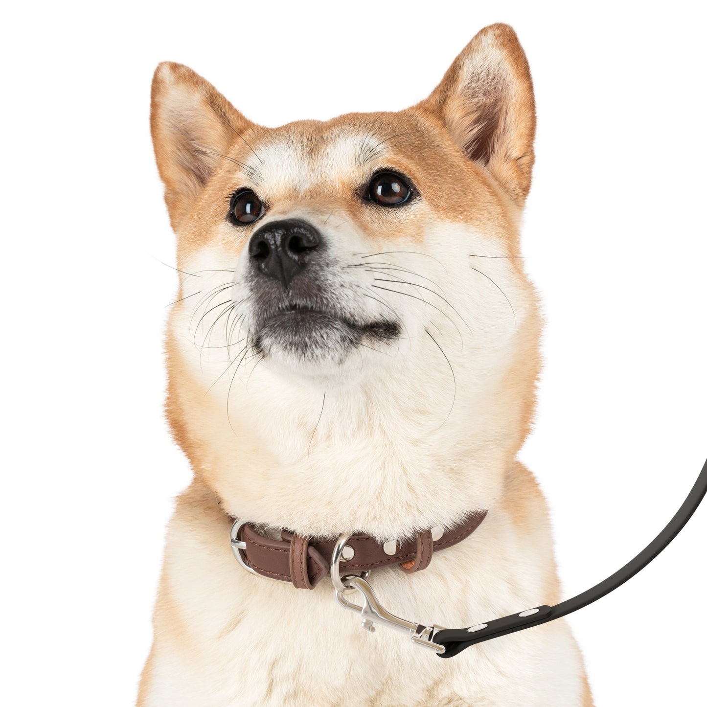 Patsy Dog Leash