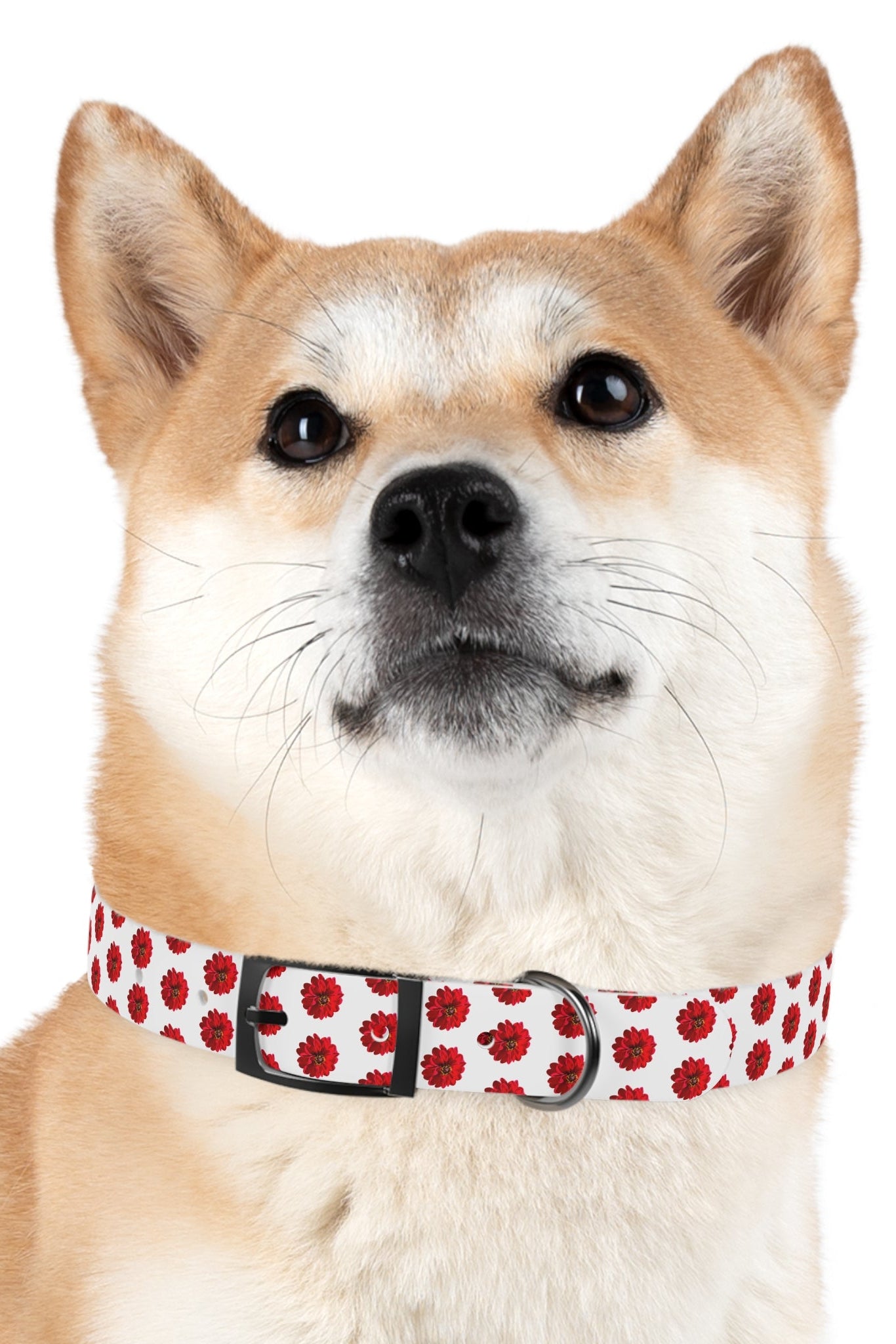 Shiba Inu wearing red dahlia floral dog collar front facing portrait