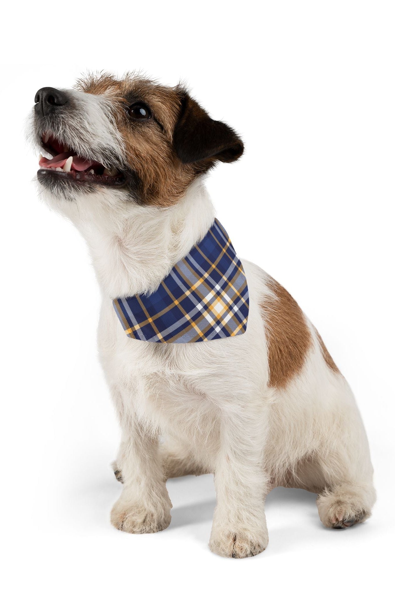 Dog wearing blue plaid bandana collar sitting side view
