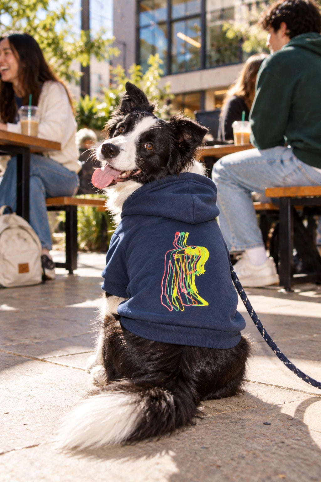 Border Collie wearing navy Patsy graphic pet hoodie in youthful urban outdoor scene